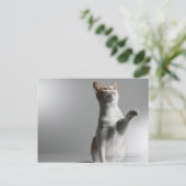 Katze Postkarte (Stehend Vorderseite)