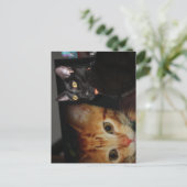 Katze Postkarte (Stehend Vorderseite)