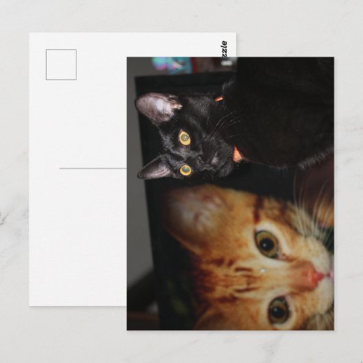 Katze Postkarte (Vorne/Hinten)
