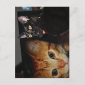 Katze Postkarte (Vorderseite)