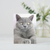 katze postkarte (Stehend Vorderseite)