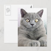 katze postkarte (Vorne/Hinten)