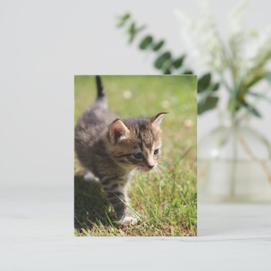 Katze Postkarte (Stehend Vorderseite)
