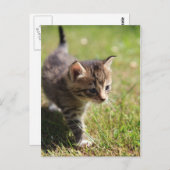 Katze Postkarte (Vorne/Hinten)