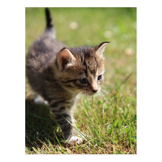 Katze Postkarte