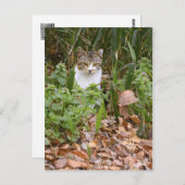 Katze [Postkarte] Postkarte (Vorne/Hinten)