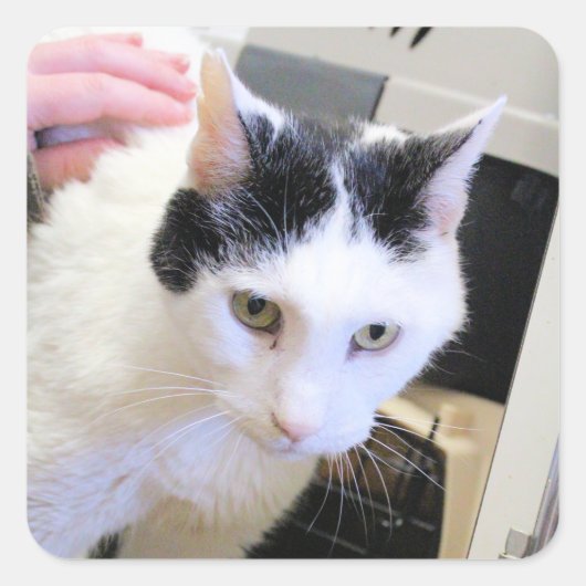 Katze Quadratischer Aufkleber (Vorderseite)