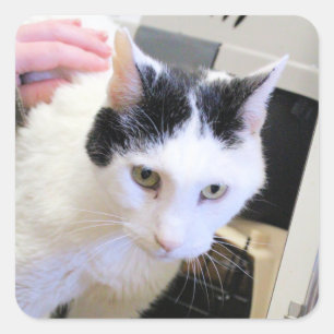 Katze Quadratischer Aufkleber