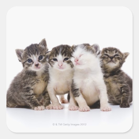 Katze Quadratischer Aufkleber (Vorderseite)