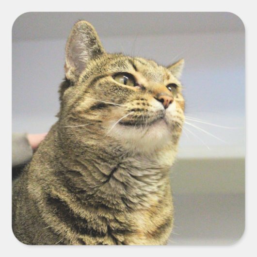 Katze Quadratischer Aufkleber (Vorderseite)