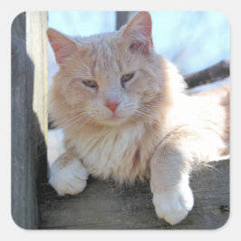 Katze Quadratischer Aufkleber