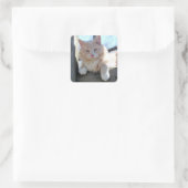 Katze Quadratischer Aufkleber (Tasche)