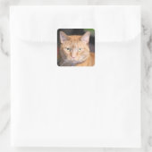 Katze Quadratischer Aufkleber (Tasche)