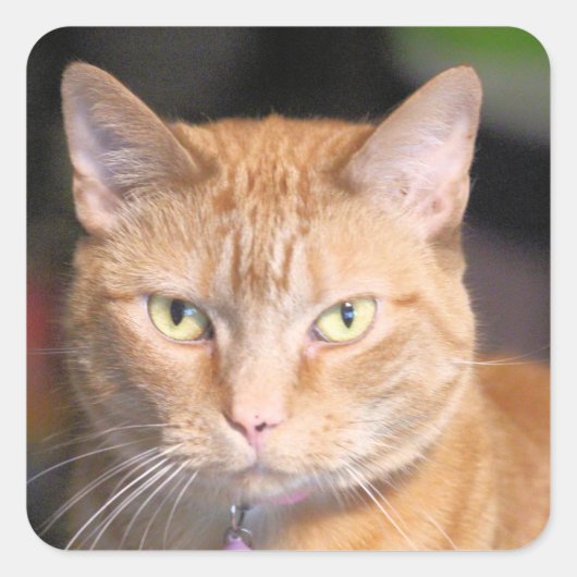 Katze Quadratischer Aufkleber (Vorderseite)