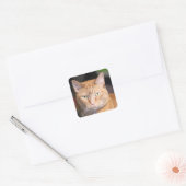 Katze Quadratischer Aufkleber (Umschlag)
