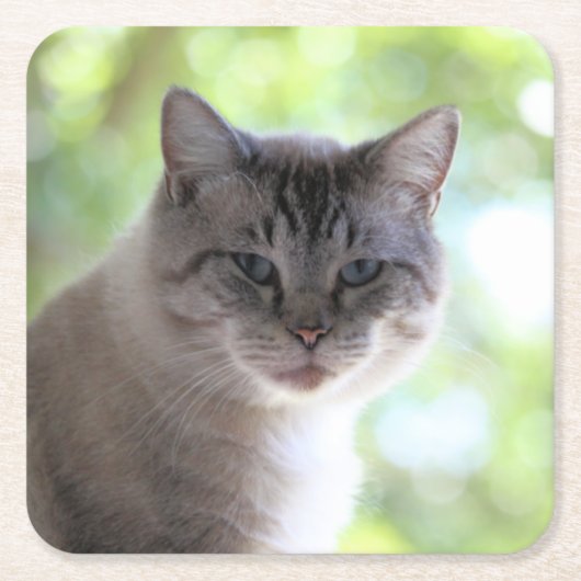 Katze Rechteckiger Pappuntersetzer (Vorderseite)