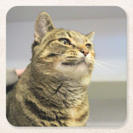 Katze Rechteckiger Pappuntersetzer