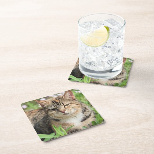 Katze Rechteckiger Pappuntersetzer (Vor Ort)