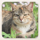 Katze Rechteckiger Pappuntersetzer (Vorderseite)