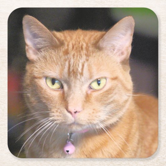 Katze Rechteckiger Pappuntersetzer (Vorderseite)