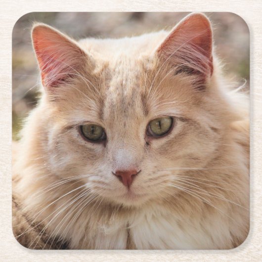 Katze Rechteckiger Pappuntersetzer (Vorderseite)