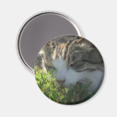 Katze riecht eine Pflanze Magnet (Vorderseite/Rückseite)