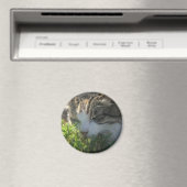 Katze riecht eine Pflanze Magnet (In Situ (Geschirrspüler))