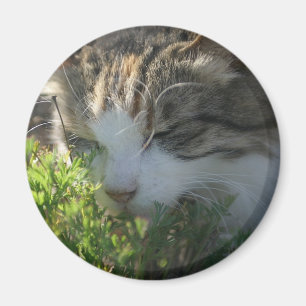 Katze riecht eine Pflanze Magnet