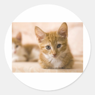 Katze Runder Aufkleber