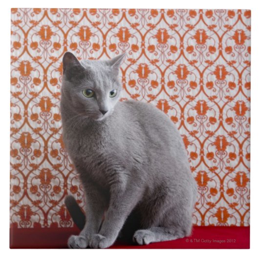 Katze (russisches Blau) und Tapetenhintergrund Fliese (Vorderseite)