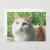 Katze - Samson the Long hahabe White and Tan cat Postkarte (Vorne/Hinten)