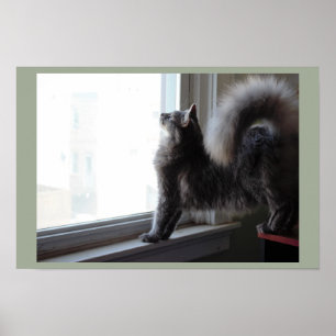 Katze schaut aus dem Fenster Poster