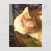 Katze schläft auf der Arbeit Postkarte (Vorderseite)