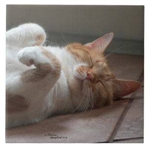 Katze schläft auf seiner Keramik hinten Tile Fliese