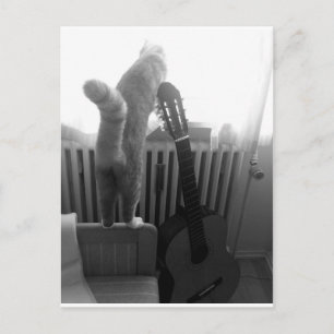 Katze Schwanz. Schwarz/Weiß Postkarte