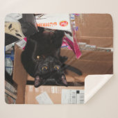 Katze Sherpadecke (Vorderseite (Horizontal))