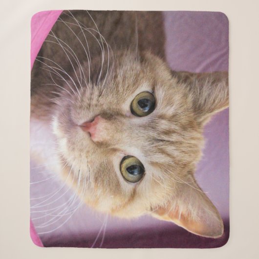 Katze Sherpadecke (Vorderseite)