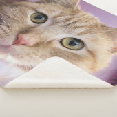 Katze Sherpadecke (3/4)