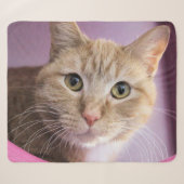 Katze Sherpadecke (Vorderseite (Horizontal))