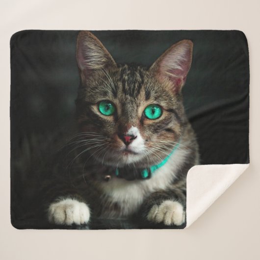 Katze Sherpadecke (Vorderseite (Horizontal))