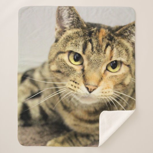 Katze Sherpadecke (Vorderseite)