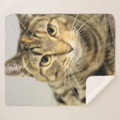 Katze Sherpadecke (Vorderseite (Horizontal))