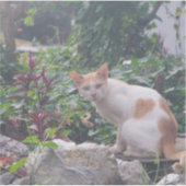 Katze sitzt auf einem Zauber von Steinen Aufkleber (Vorderseite)