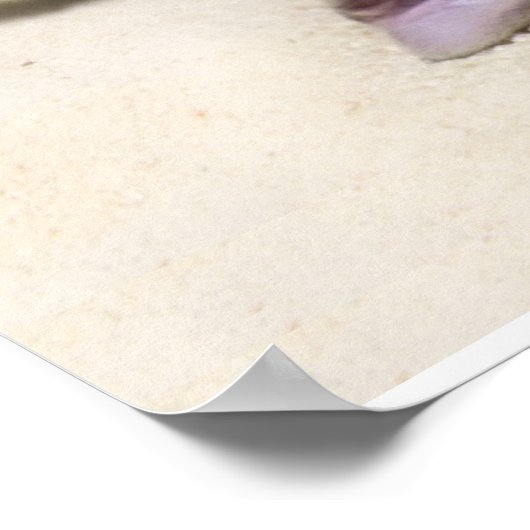 Katze Sonnenbaden am Strand Poster (Ecke)