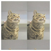 Katze Stoff (Nahaufnahme)
