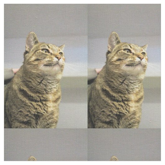 Katze Stoff (Nahaufnahme)