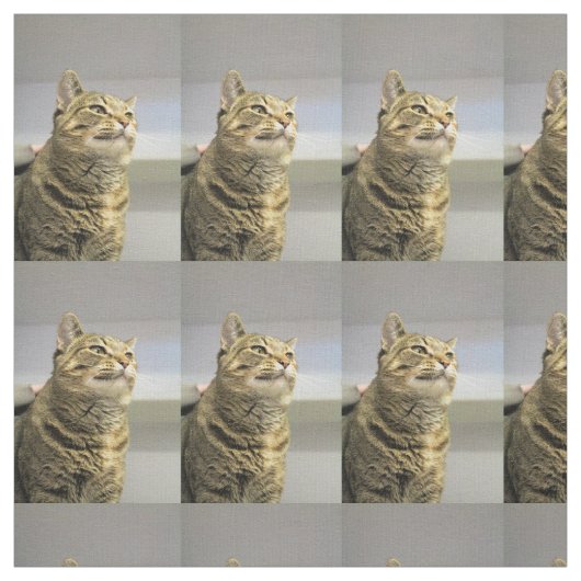 Katze Stoff (Muster)