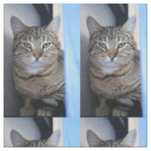 Katze Stoff (Nahaufnahme)