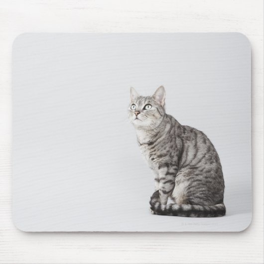 Katze sucht nach oben mousepad (Vorne)
