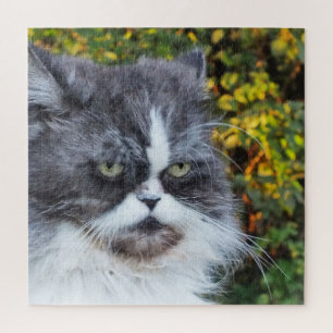 Katze, süß, Haustier, grau, behaart, domestiziert, Puzzle